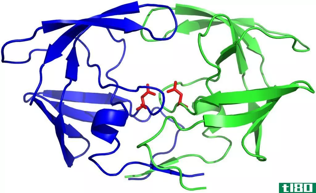 胃蛋白酶(pepsin)和蛋白酶(protease)的区别
