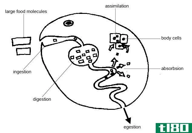 吸收(absorption)和同化(assimilation)的区别