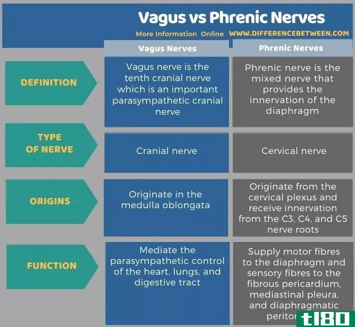 迷走神经(vagus)和膈神经(phrenic nerves)的区别