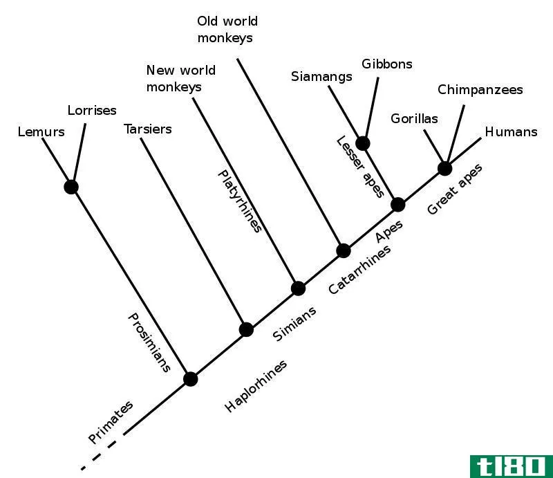 分支图(cladogram)和二分键(dichotomous key)的区别