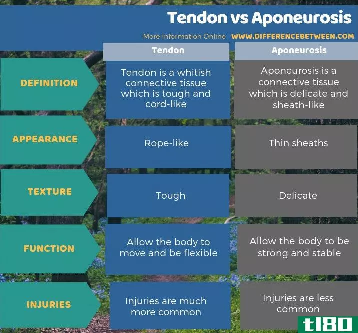 肌腱(tendon)和腱膜(aponeurosis)的区别