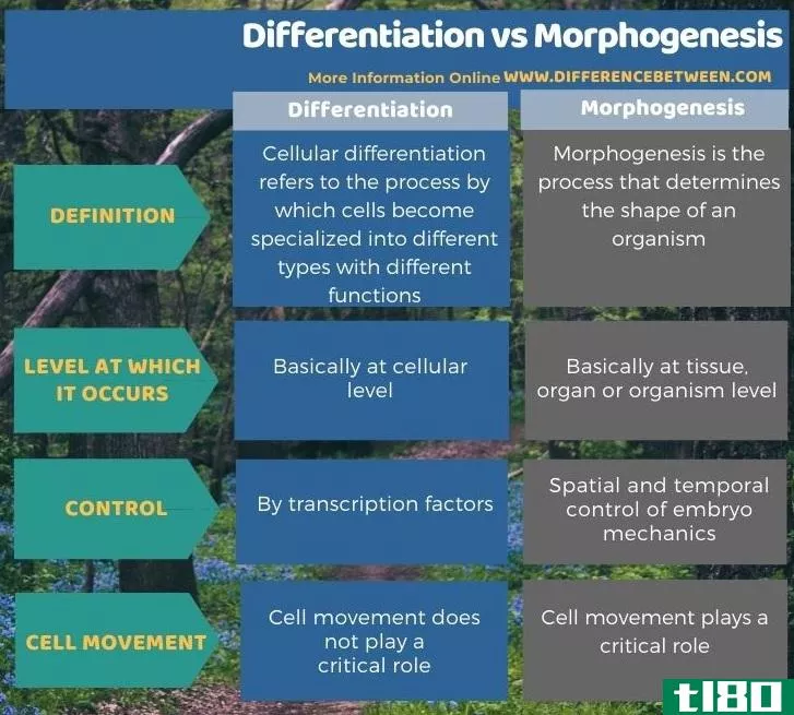 区别(differentiation)和形态发生(morphogenesis)的区别