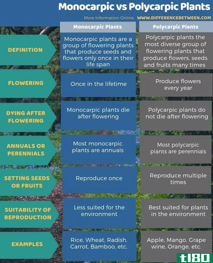 单果层(monocarpic)和多年生植物(polycarpic plants)的区别