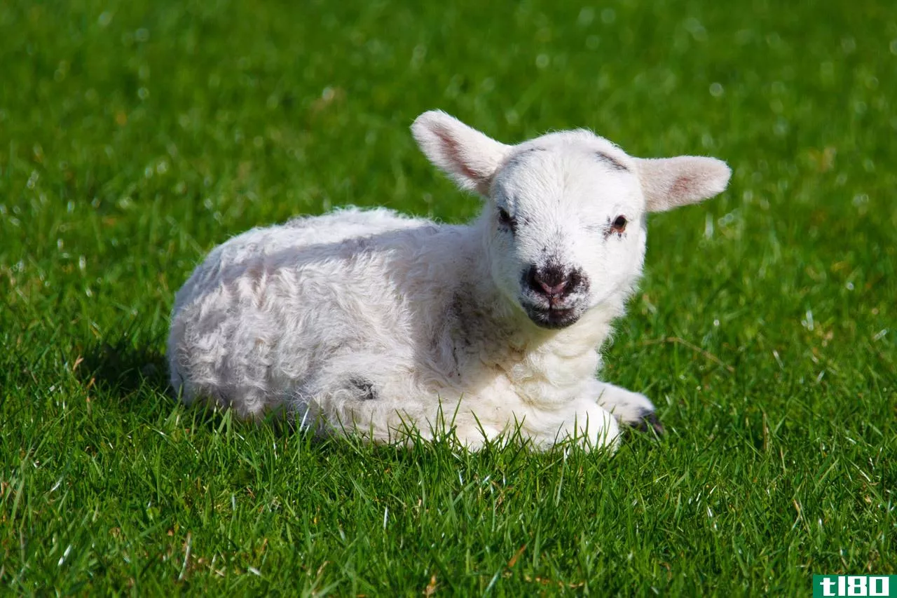 羊(sheep)和羔羊(lamb)的区别