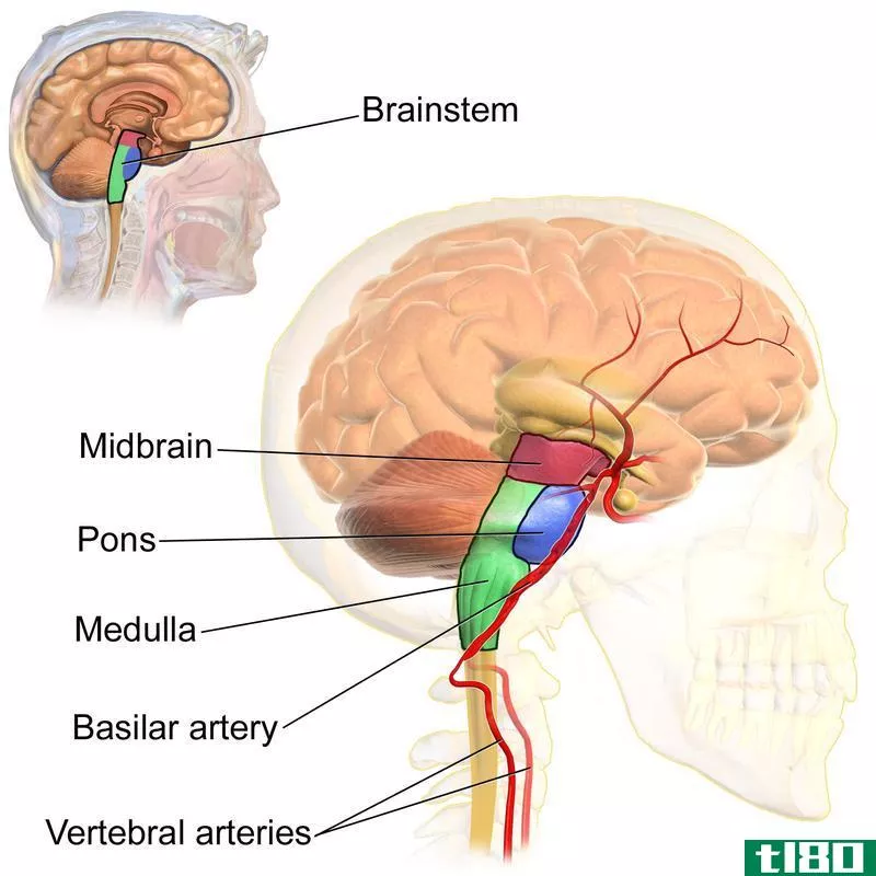 脑干(brainstem)和脊髓(spinal cord)的区别