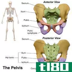 骨盆(pelvis)和臀部(hip)的区别