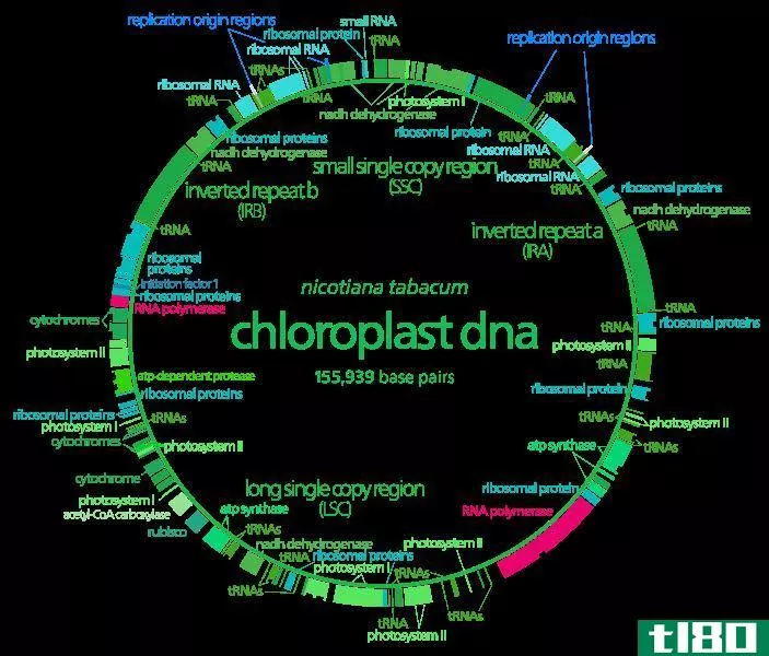 线粒体dna(mitochondrial dna)和叶绿体dna(chloroplast dna)的区别