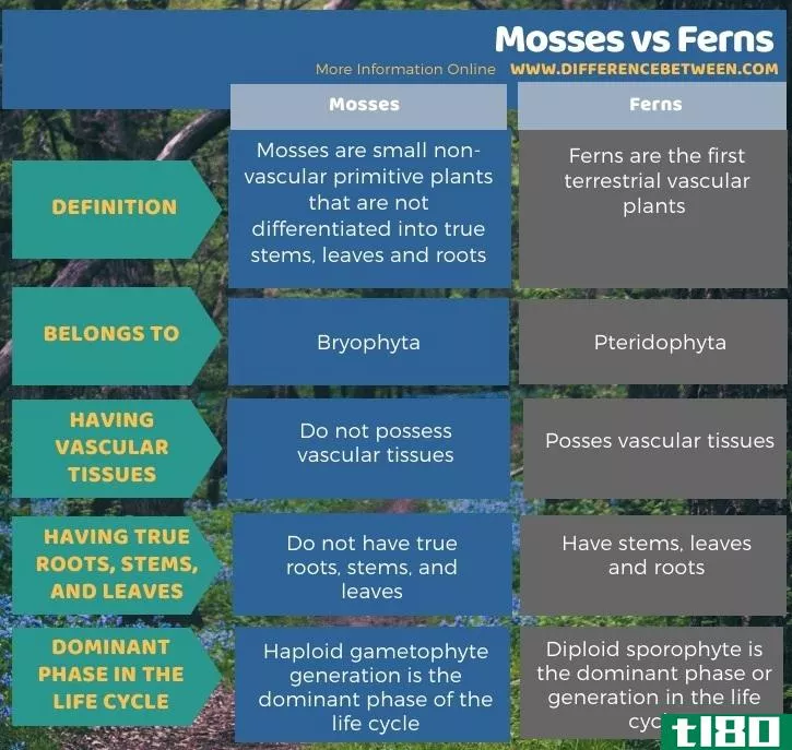 苔藓(mosses)和蕨类植物(ferns)的区别