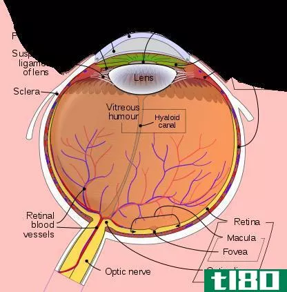 视神经(optic nerve)和视束(optic tract)的区别