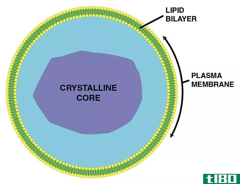 乙醛酸循环体(glyoxysomes)和过氧化物酶体(peroxisomes)的区别