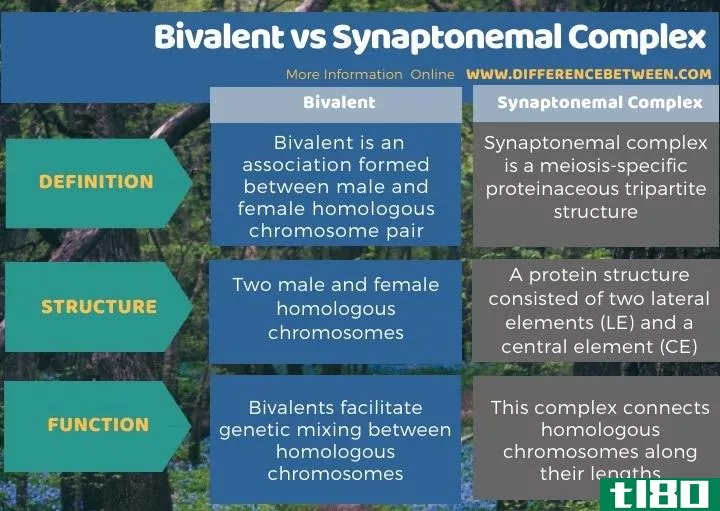 二价(bivalent)和联会复合体(synaptonemal complex)的区别