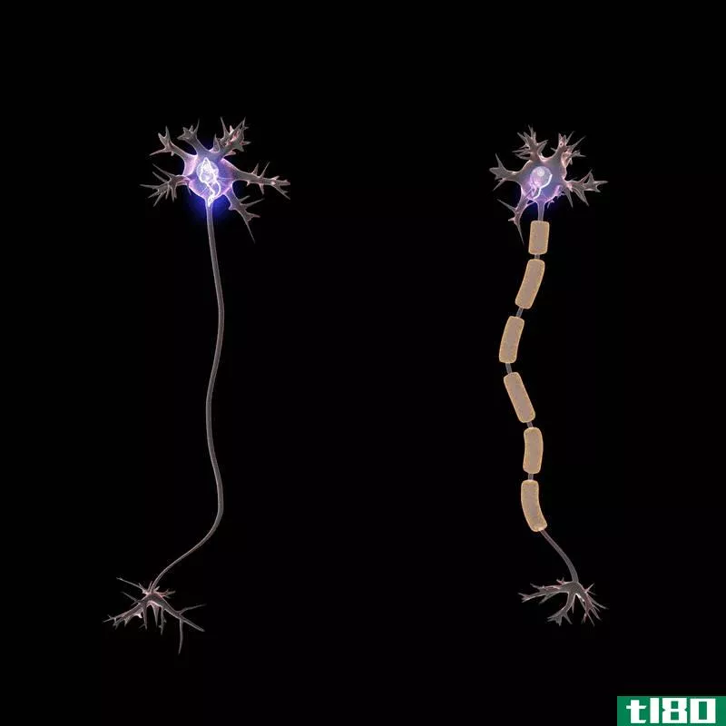 有髓(myelinated)和无髓神经纤维(unmyelinated nerve fibres)的区别
