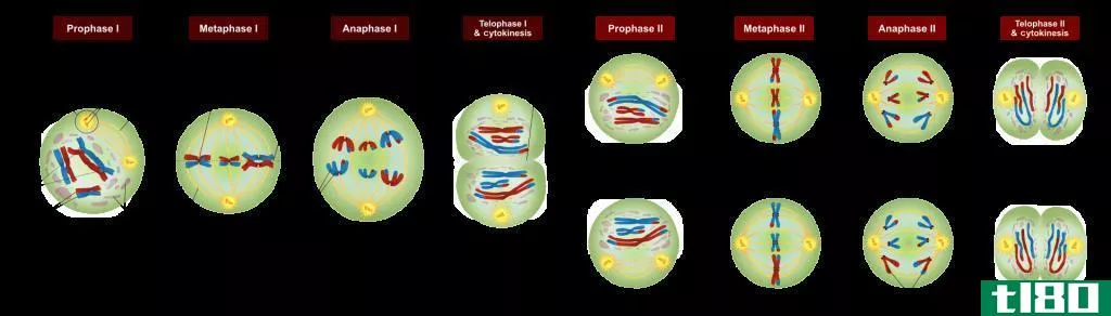 二价(bivalent)和减数分裂交叉(chia**ata in meiosis)的区别