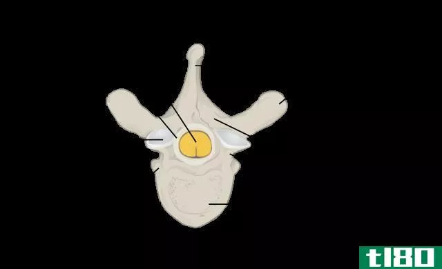 典型的(typical)和非典型脊椎(atypical vertebrae)的区别