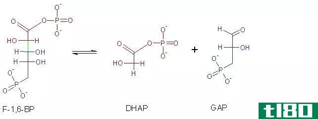 连接酶(ligase)和裂解酶(lyase)的区别