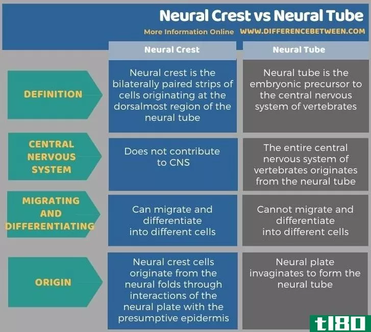 神经嵴(neural crest)和神经管(neural tube)的区别