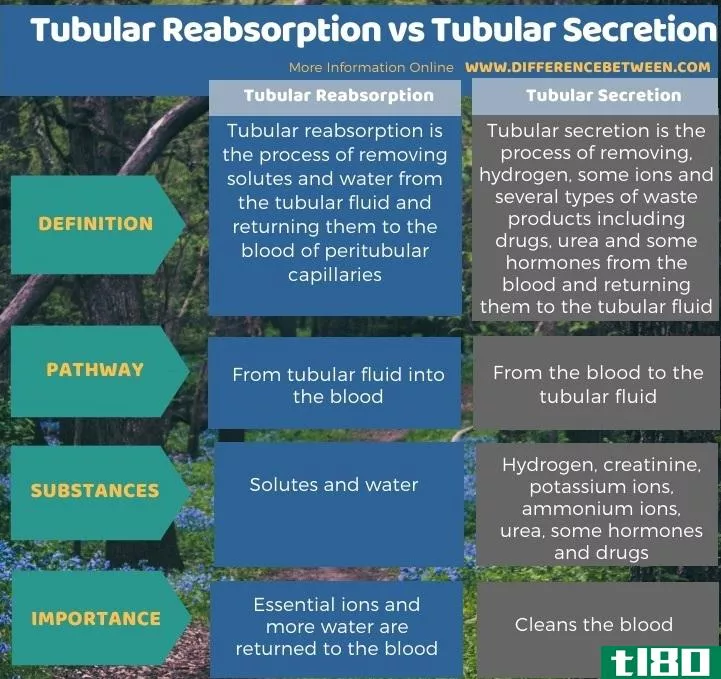 管式再吸收(tubular reabsorption)和管分泌物(tubular secretion)的区别