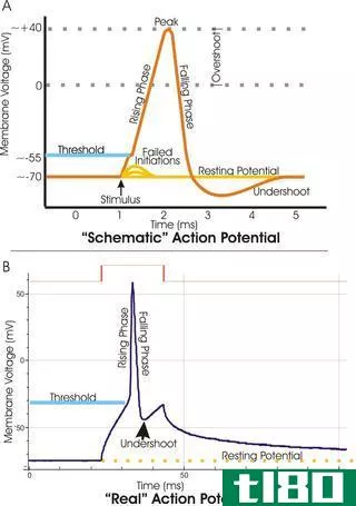 静息电位(resting potential)和动作电位(action potential)的区别