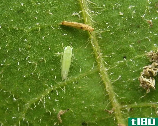 蚜虫(aphid)和贾西德(jassid)的区别