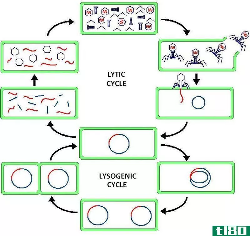 溶解的(lytic)和噬菌体溶源循环(lysogenic cycle of bacteriophage)的区别