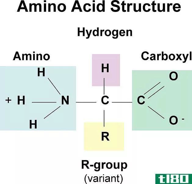 氨基酸(amino acid)和核苷酸(nucleotide)的区别
