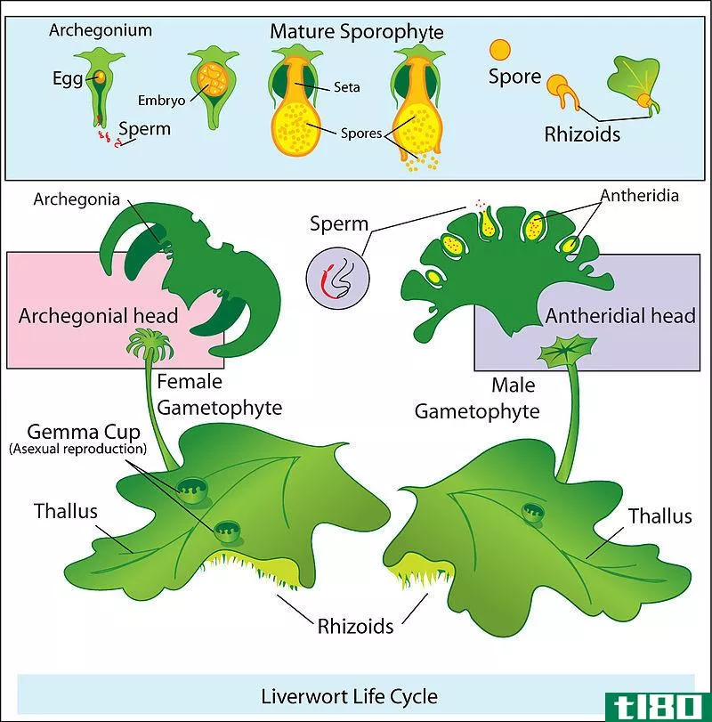 孢子囊(sporangia)和gametangia公司(gametangia)的区别