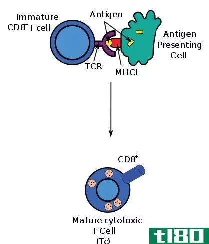 cd4细胞(cd4 cells)和cd8细胞(cd8 cells)的区别
