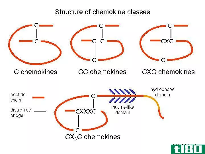 细胞因子(cytokines)和趋化因子(chemokines)的区别