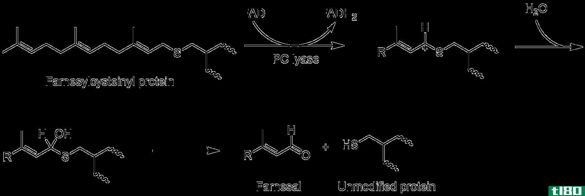 裂合酶(lyases)和转移酶(transferases)的区别