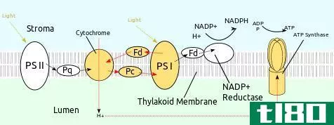 周期性(cyclic)和非循环光磷酸化(noncyclic photophosphorylation)的区别