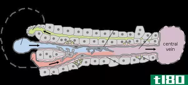 正弦曲线(sinusoids)和毛细血管(capillaries)的区别