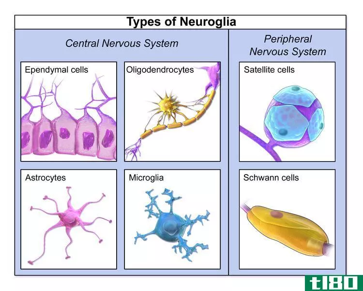 神经胶质细胞(glial cells)和神经元(neur***)的区别