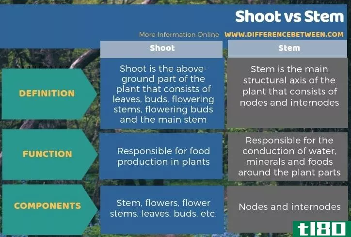 拍摄(shoot)和茎(stem)的区别