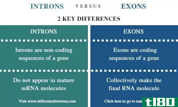 内含子(introns)和外显子(exons)的区别