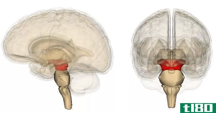 前脑中脑(forebrain midbrain)和后脑(hindbrain)的区别