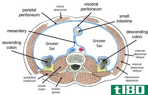 内脏的(visceral)和壁浆膜(parietal serous membranes)的区别