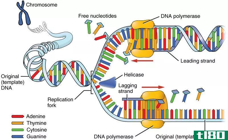 dna(dna)和rna合成(rna synthesis)的区别