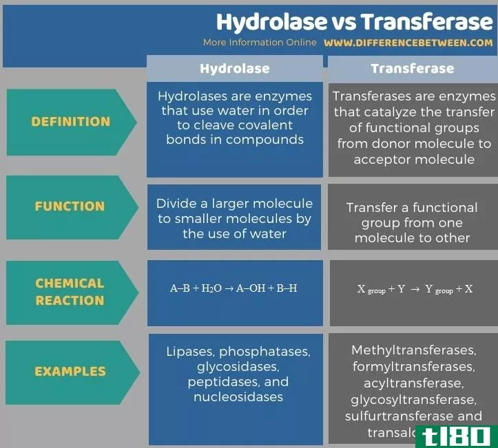 水解酶(hydrolase)和转移酶(transferase)的区别