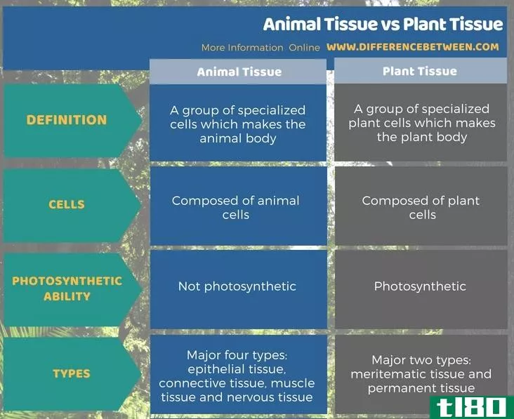 动物组织(animal tissue)和植物组织(plant tissue)的区别