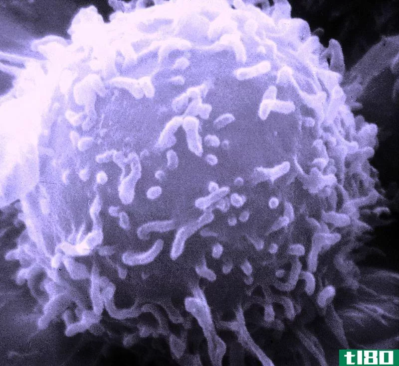 单核细胞(monocyte)和淋巴细胞(lymphocyte)的区别