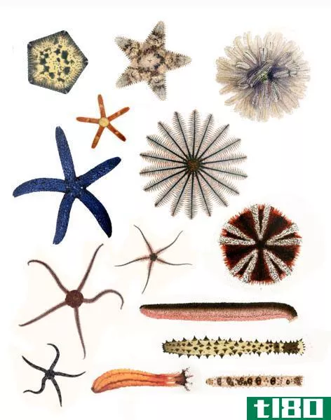 软体动物(mollusca)和棘皮动物(echinodermata)的区别