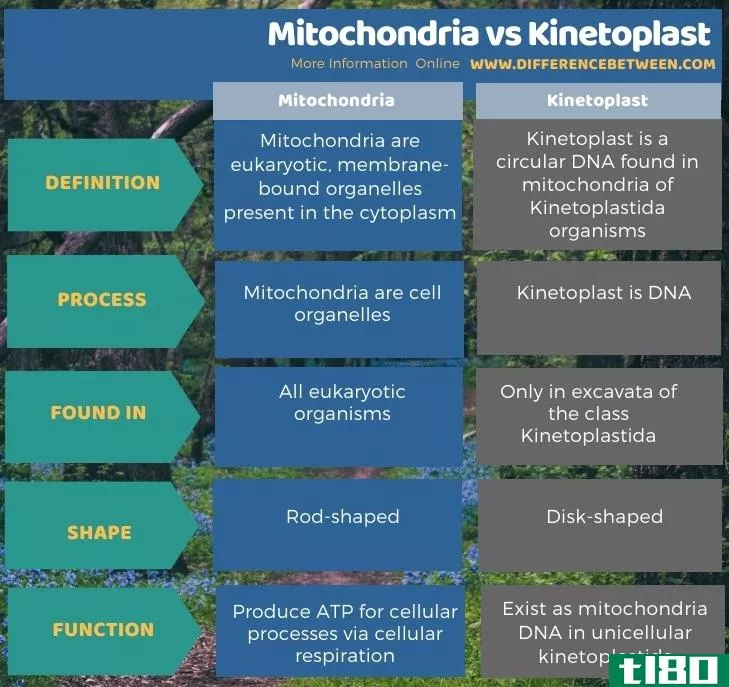 线粒体(mitochondria)和动细胞(kinetoplast)的区别