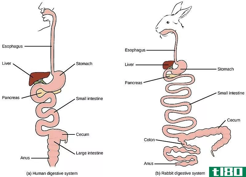 单胃(monogastric)和多胃消化系统(polygastric digestive system)的区别