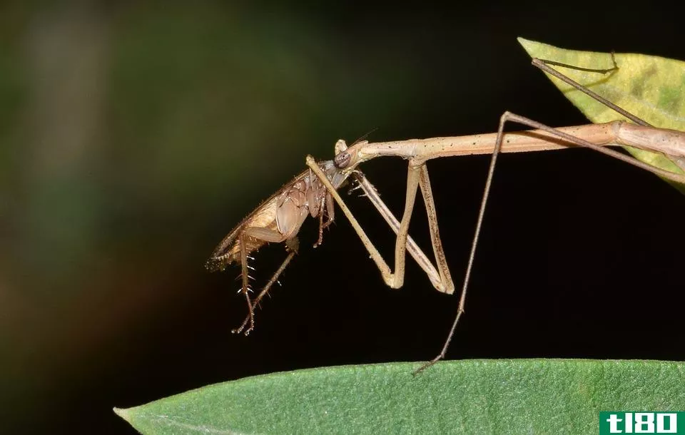 螳螂(praying mantis)和手杖(walking stick)的区别
