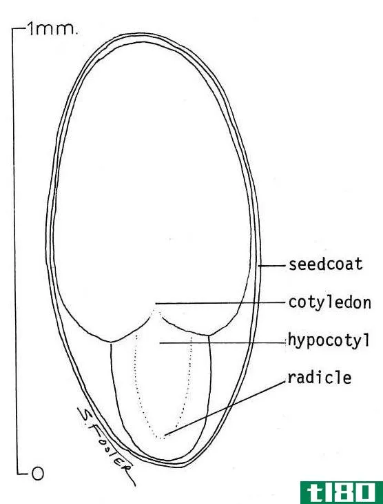 胚根(radicle)和胚芽(plumule)的区别