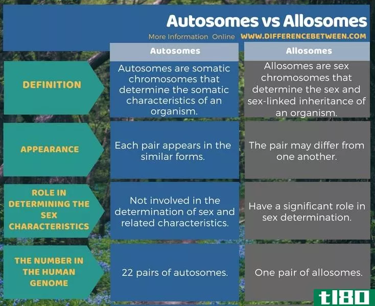 常染色体(autosomes)和同种异体体(allosomes)的区别