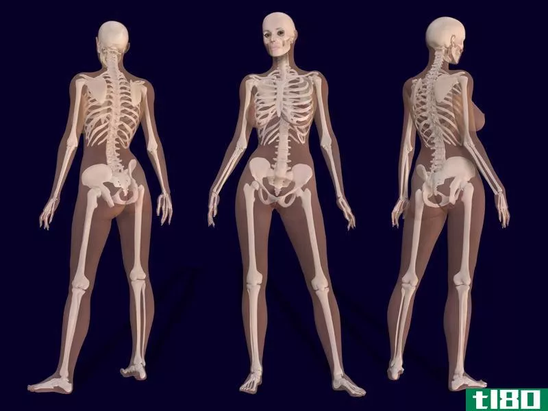 **的(male)和**骨骼(female bones)的区别