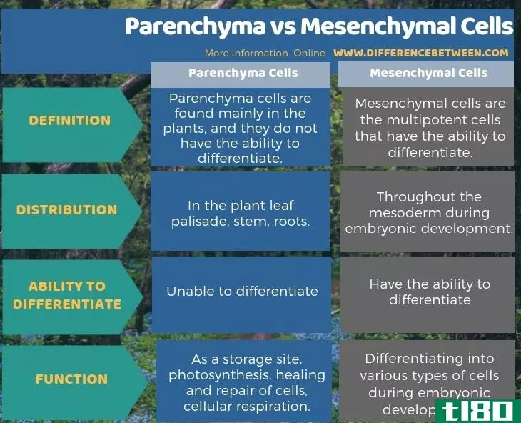 薄壁组织(parenchyma)和间充质细胞(mesenchymal cells)的区别