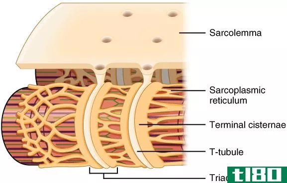 肌膜(sarcolemma)和肌浆网(sarcopla**ic reticulum)的区别