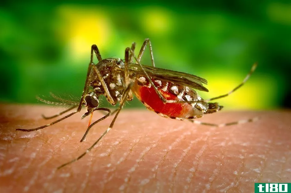 登革热(dengue)和病毒性发热(viral fever)的区别